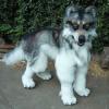 Quadraped wolf fur...eahWest