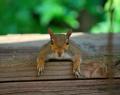 Squirrel 03