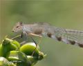 1242923069 mamals insects025