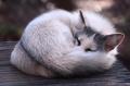 1227621198.seffywuff img 4650