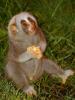 01 animals 89976