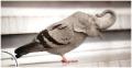 1251659517 gibridy019