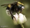 1242922985 mamals insects006