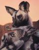 1242.-star- sunsetsolo-detail