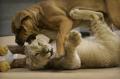 baby lion 01