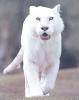 PureWhiteTiger