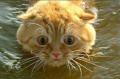 cat-swimming