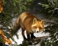 RedFox 15