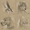 243.-star- sketches6
