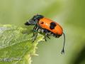1242923070 mamals insects023