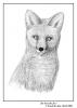 ��� AFFox