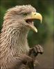Grypho.jpg