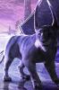 bubastis