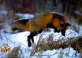Red Fox_8