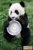 03xongmao 10