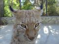 lynx07