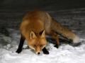 RedFox 22