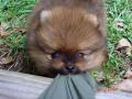 1261033248 animals 73 10
