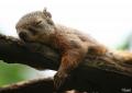 Squirrel 10