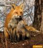 Red Fox 911