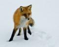 Red Fox 824