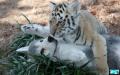 1274293745 wolf-an...cubs-02