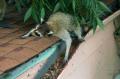 racoon 16