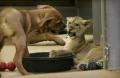 baby lion 03