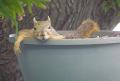 Squirrel 04