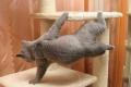 cats_aln.jpg