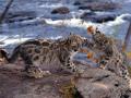 , Snow Leopards