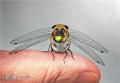 1242923008 mamals insects019