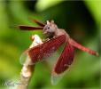 1242923103 mamals insects022