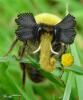 1242923040 mamals insects007