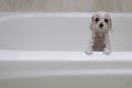 1261033172 animals 05 24