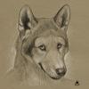 1249.-star- baltowf