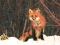 Red Fox_3