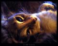 I__m_thinking_abou...peo_Fox