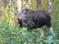 ����