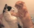 cats_alu.jpg