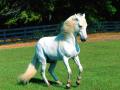 _El Murie_, Paso Fino 7.jpg