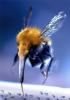 1242922950 mamals insects005