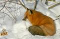 Red Fox_2