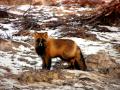 Red Fox 809