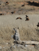 1389097434.livsi-leopard 1