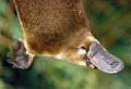 platypus13