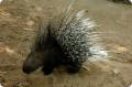hystricidae9