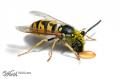 1242923085 mamals insects021