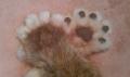 16-hand-paws