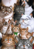 catpic10